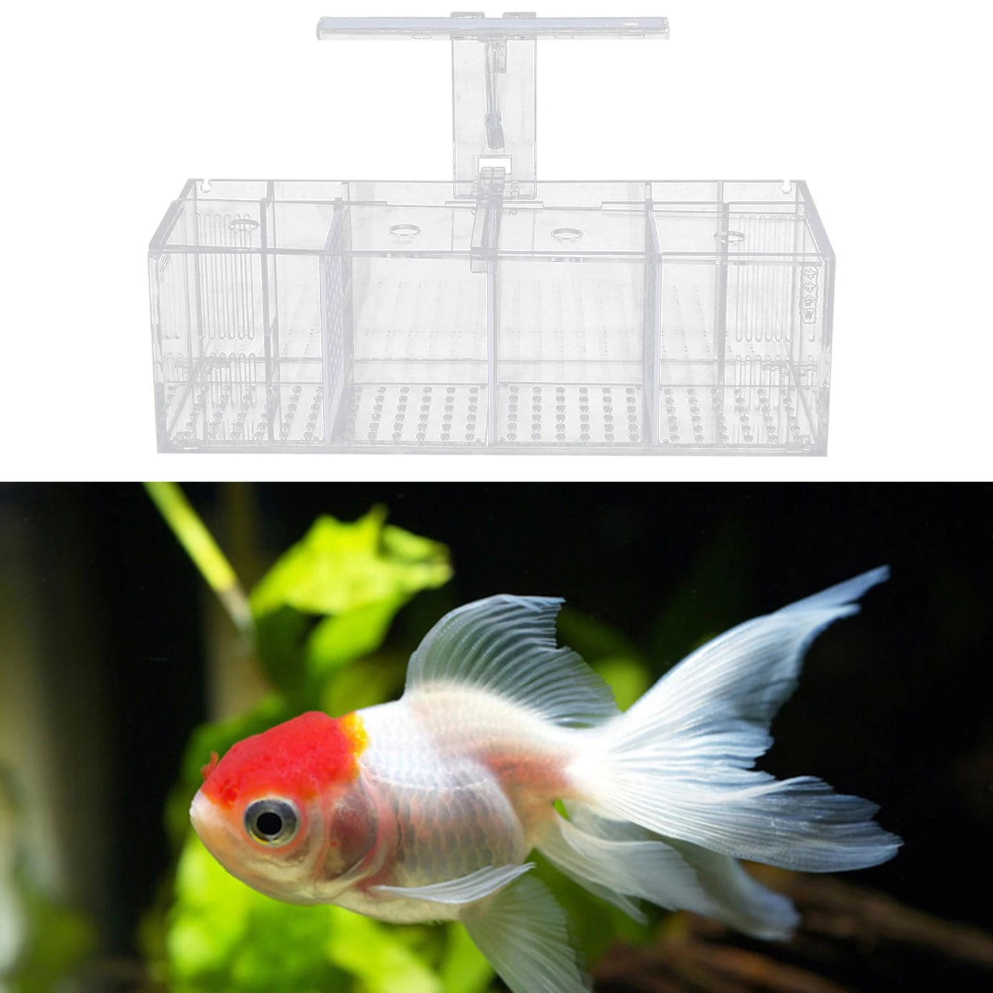 Acrylic Four Grid Aquarium With LED Lighting Tabletop Betta