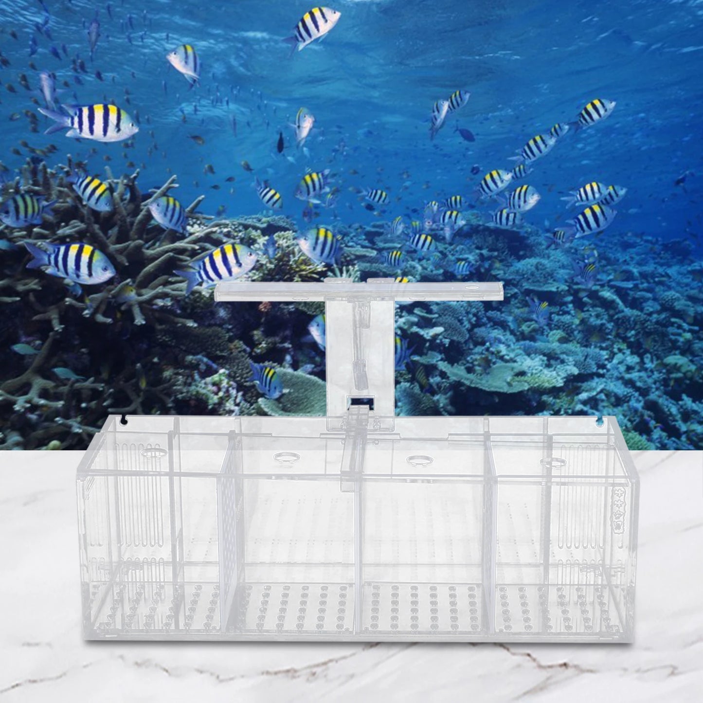 Acrylic Four Grid Aquarium With LED Lighting Tabletop Betta