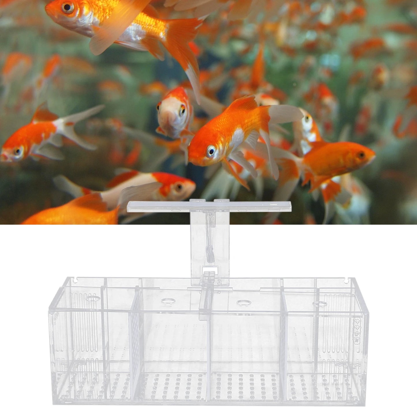 Acrylic Four Grid Aquarium With LED Lighting Tabletop Betta