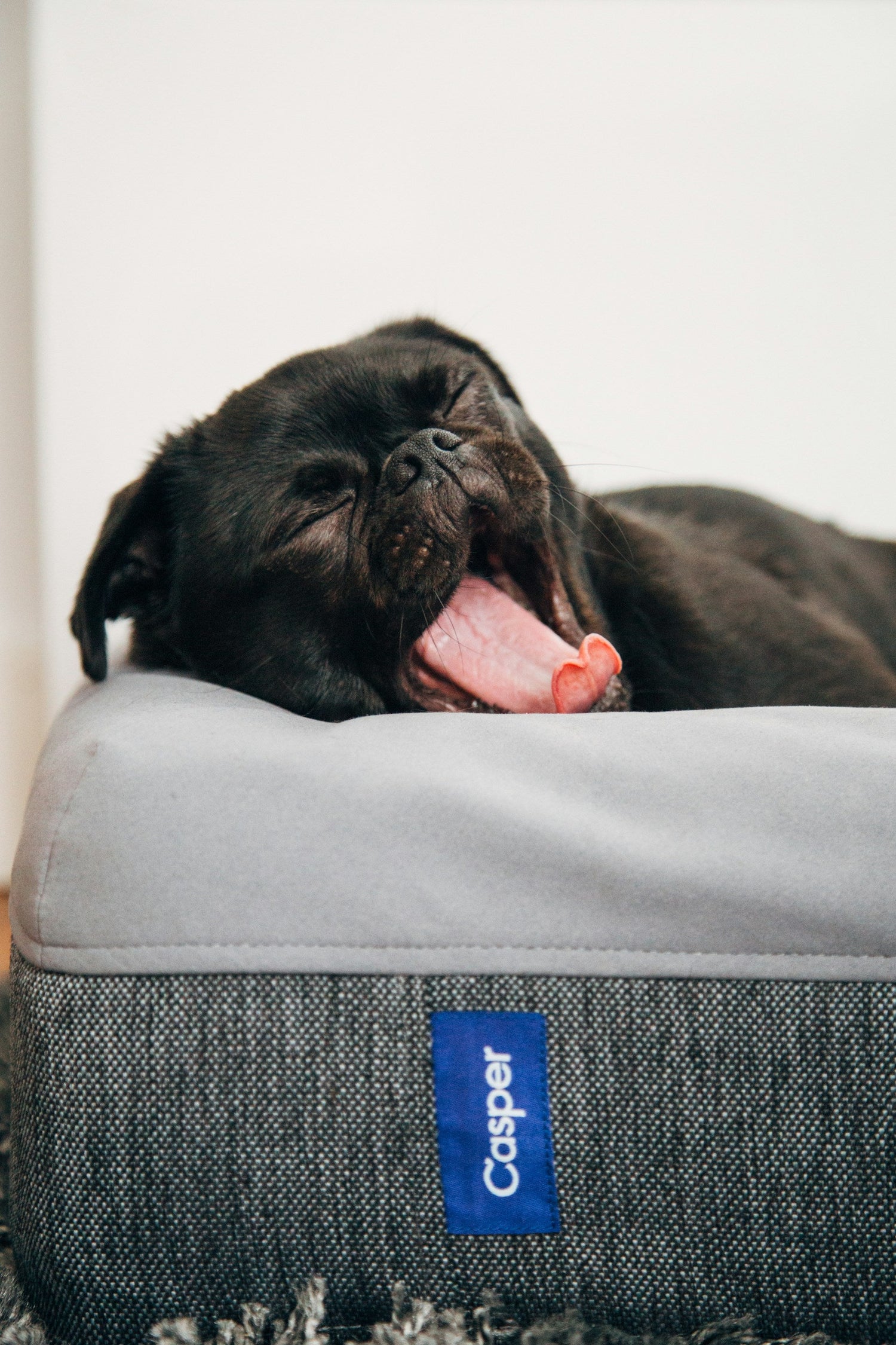 Dog Beds & Crates