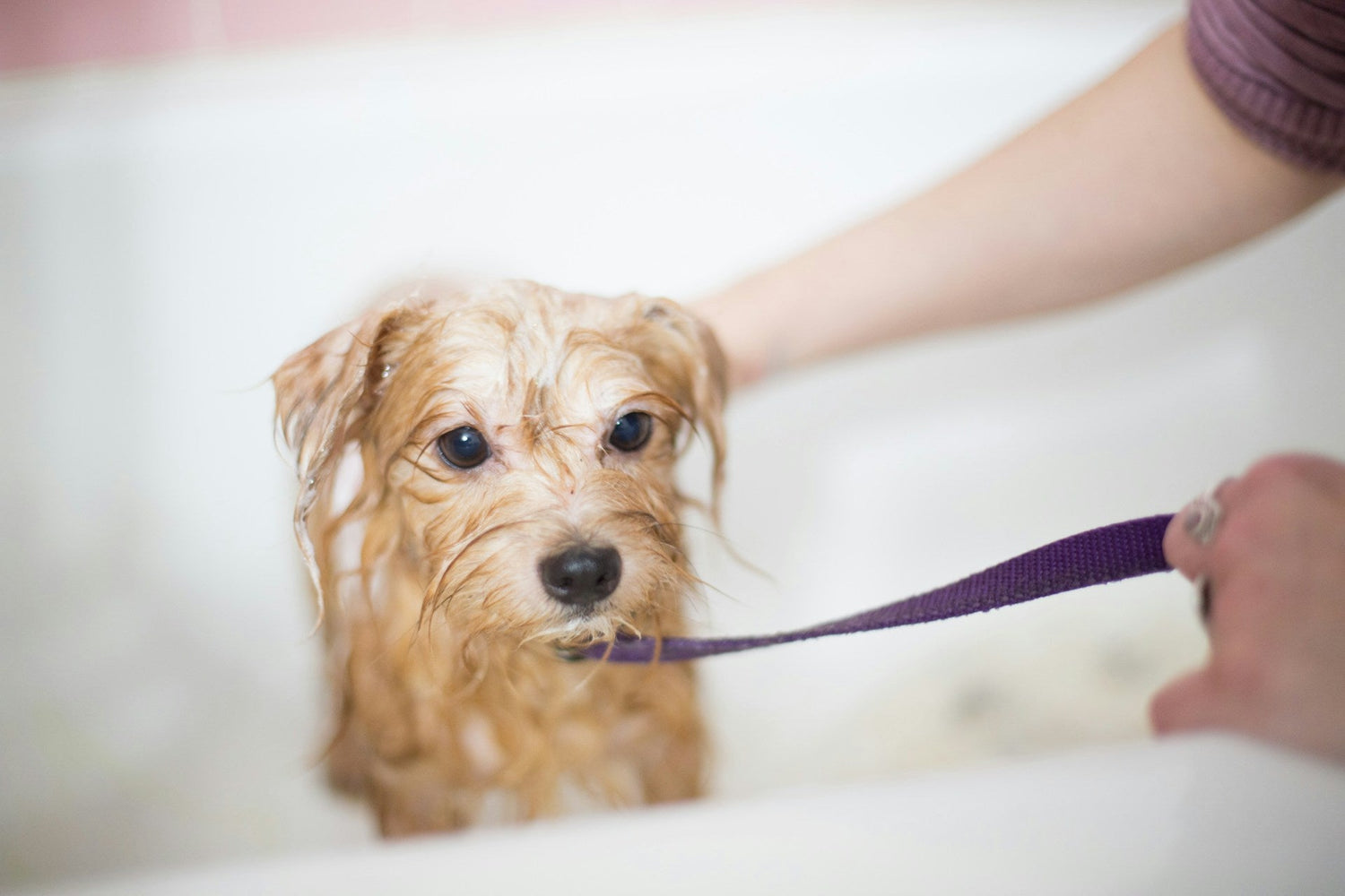 Dog Training & Grooming