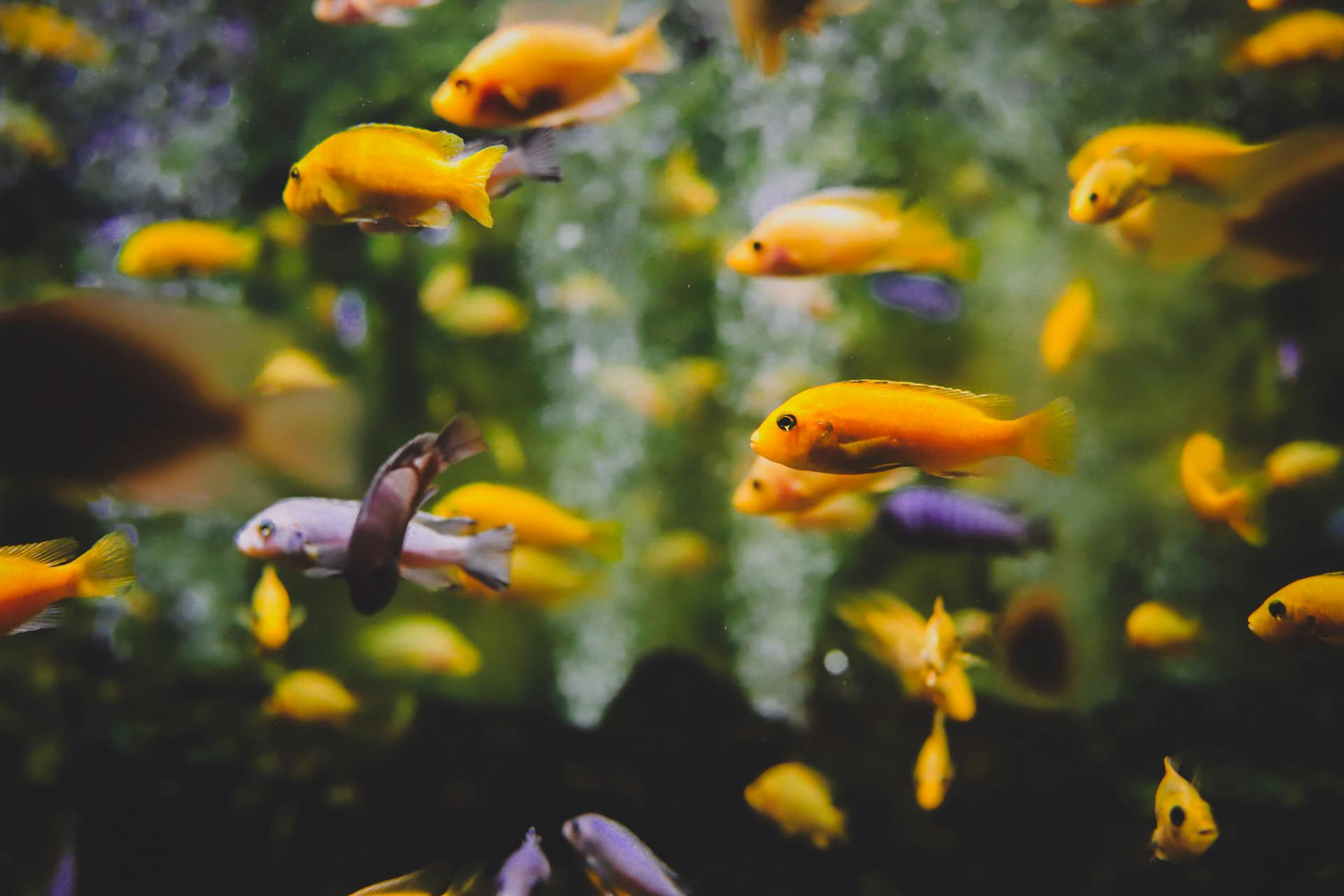 Fish