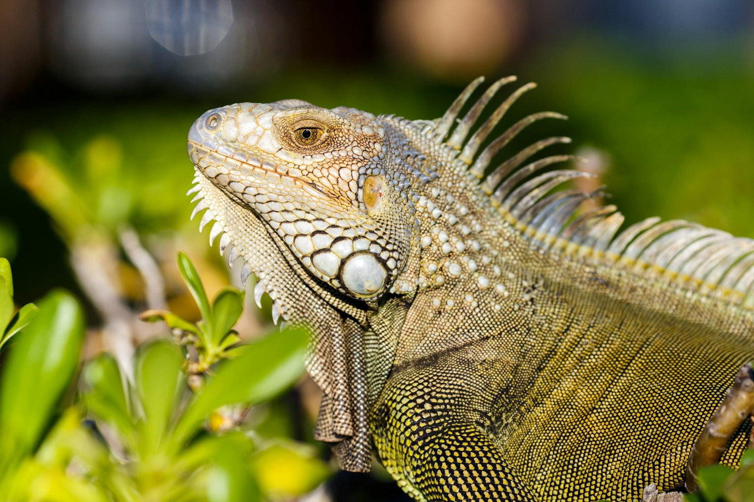 Lizards & Reptiles