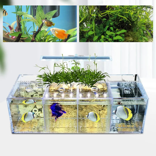 Acrylic Four Grid Aquarium With LED Lighting Tabletop Betta